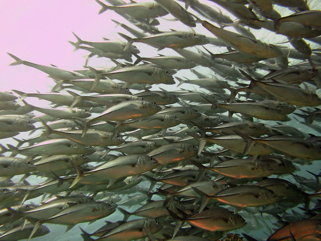 Synchronie... d'un banc de poissons